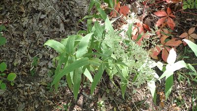 Eupatorium sessilifolium, photographed by John Abrams