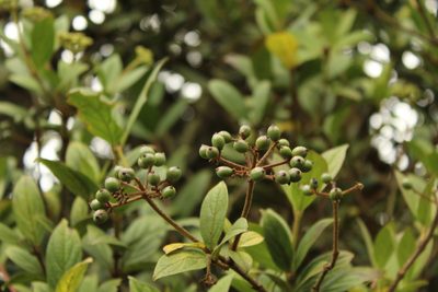 Viburnum triphyllum, photographed by Andrés Ramírez-Barrera