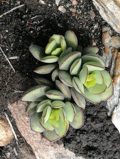 Adromischus sphenophyllus, photographed by chrishorak