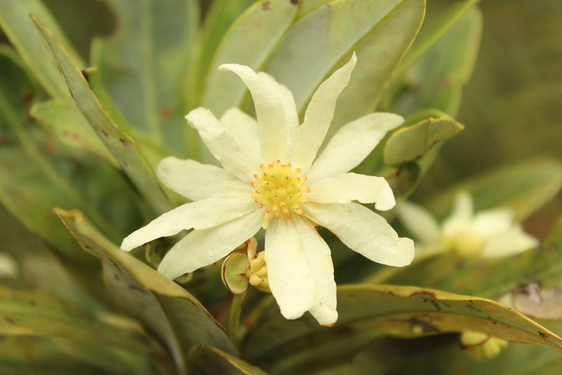 Drimys granadensis, photographed by Andrés Ramírez-Barrera