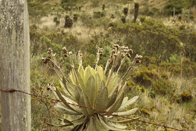 Espeletia barclayana, photographed by Andrés Ramírez-Barrera
