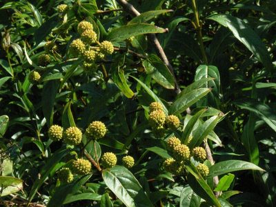Cephalanthus glabratus, photographed by Andrea Gantzer