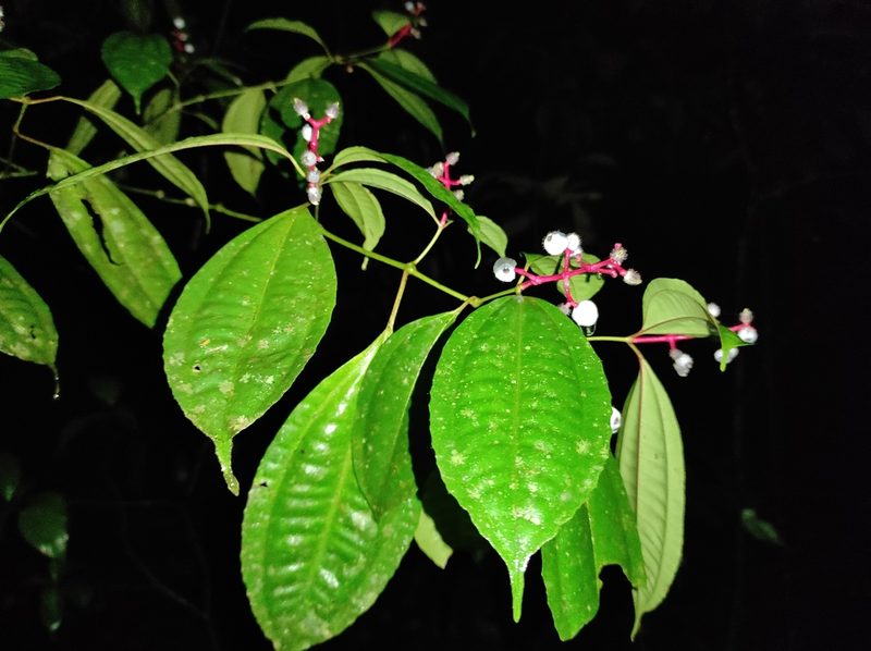 Miconia lateriflora, photographed by Hersson Ramírez