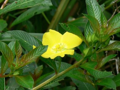 Ludwigia elegans, photographed by Andrea Gantzer