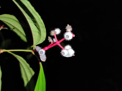 Miconia lateriflora, photographed by Hersson Ramírez