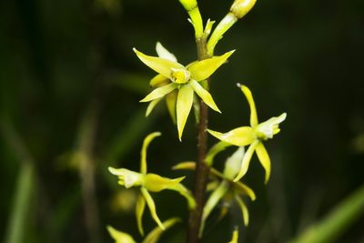 Prosthechea grammatoglossa, photographed by Daniel Mesa