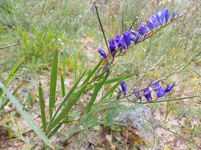 Babiana secunda, photographed by Jacques van der Merwe