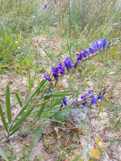 Babiana secunda, photographed by Jacques van der Merwe
