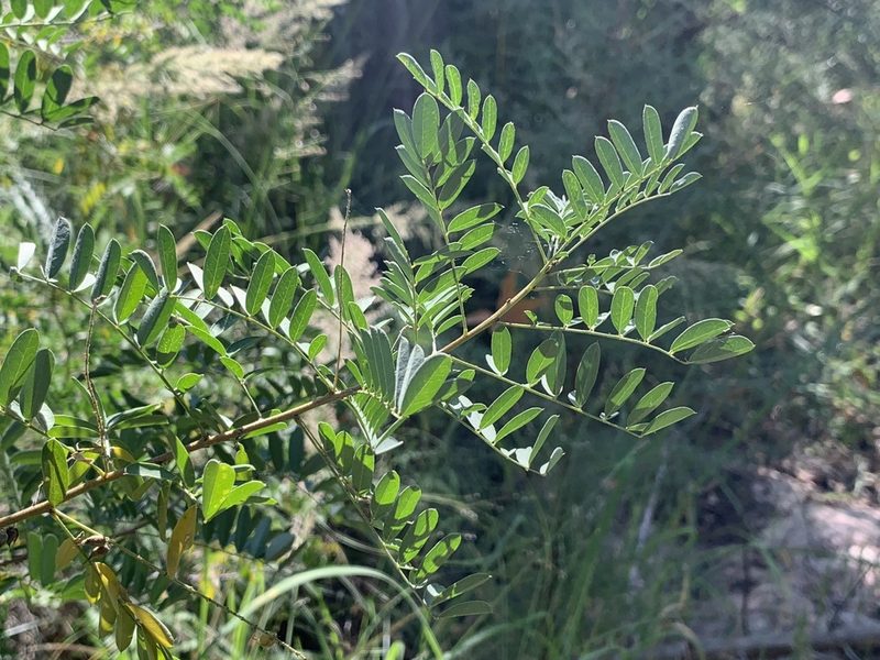 Indigofera sphaerocarpa, photographed by Dario Taraborelli