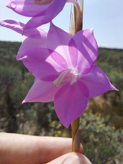 Watsonia marginata, photographed by Jacques van der Merwe