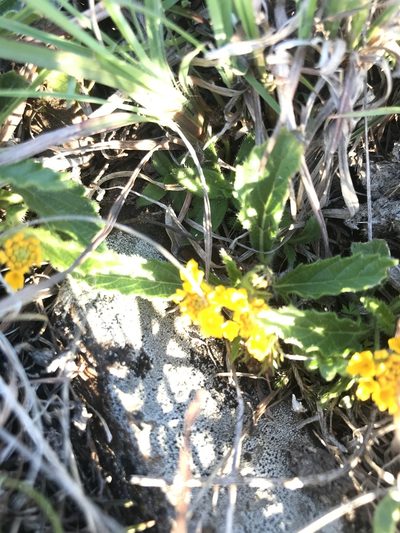 Lippia coarctata, photographed by Gabriel Laufer