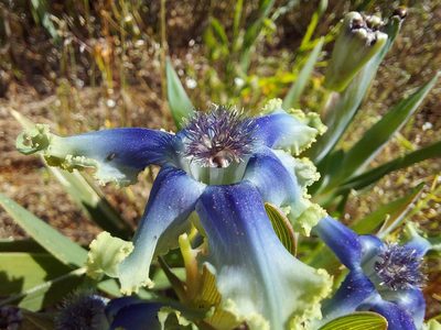 Ferraria uncinata, photographed by Jacques van der Merwe