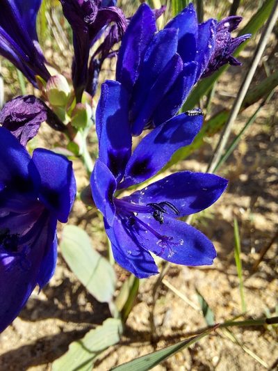 Codonorhiza azurea, photographed by Jacques van der Merwe