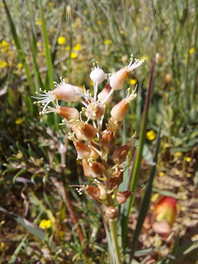 Lachenalia polyphylla, photographed by Jacques van der Merwe