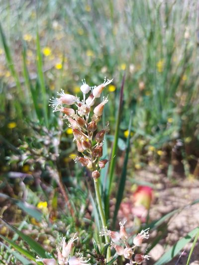 Lachenalia polyphylla, photographed by Jacques van der Merwe