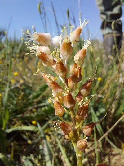 Lachenalia polyphylla, photographed by Jacques van der Merwe