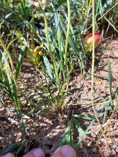 Lachenalia polyphylla, photographed by Jacques van der Merwe