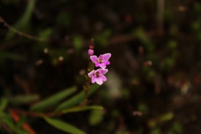 Epidendrum fimbriatum, photographed by Andrés Ramírez-Barrera