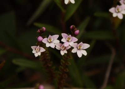Epidendrum fimbriatum, photographed by Andrés Ramírez-Barrera