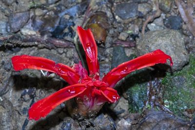 Etlingera megalocheilos, photographed by dhfischer