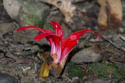 Etlingera megalocheilos, photographed by dhfischer
