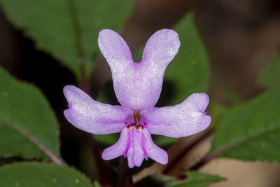 Impatiens kinabaluensis, photographed by dhfischer