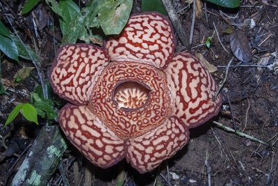 Rafflesia pricei, photographed by dhfischer