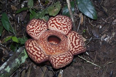 Rafflesia pricei, photographed by dhfischer