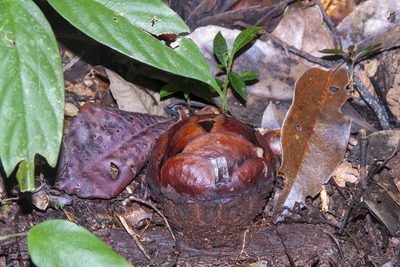 Rafflesia pricei, photographed by dhfischer