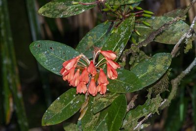Rhododendron crassifolium, photographed by dhfischer