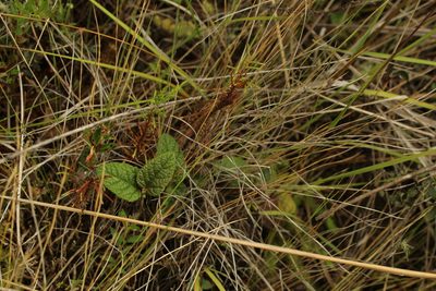 Rubus acanthophyllos, photographed by Andrés Ramírez-Barrera