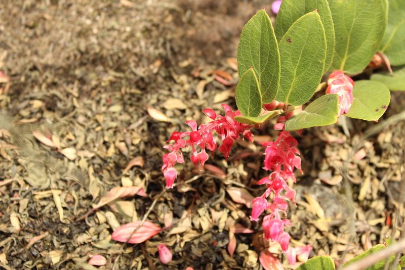 Gaultheria sclerophylla, photographed by Andrés Ramírez-Barrera