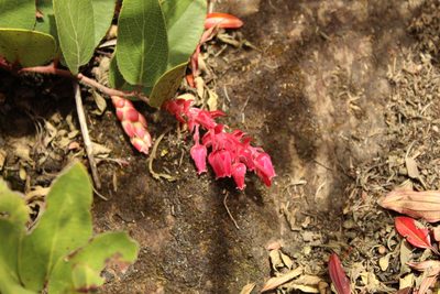 Gaultheria sclerophylla, photographed by Andrés Ramírez-Barrera