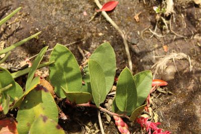 Gaultheria sclerophylla, photographed by Andrés Ramírez-Barrera