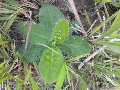 Hieracium longipilum, photographed by Alix Kosmala