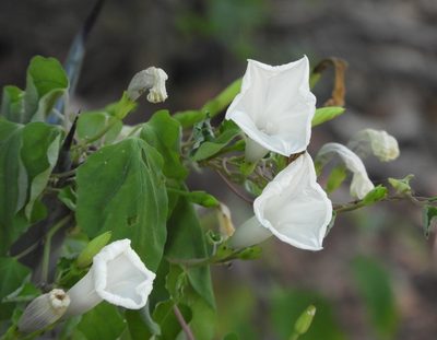Ipomoea scopulorum, photographed by Francisco Farriols Sarabia