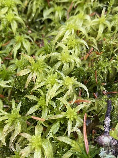 Sphagnum riparium, photographed by Matt Berger