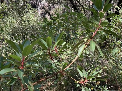 Arbutus arizonica, photographed by Dario Taraborelli