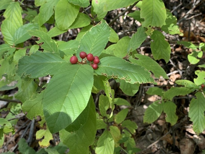 Frangula betulifolia, photographed by Dario Taraborelli