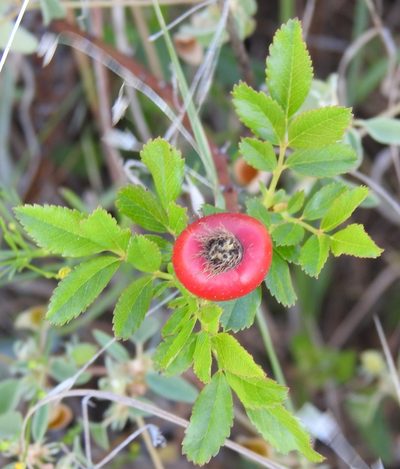 Rosa foliolosa, photographed by saltyhiker