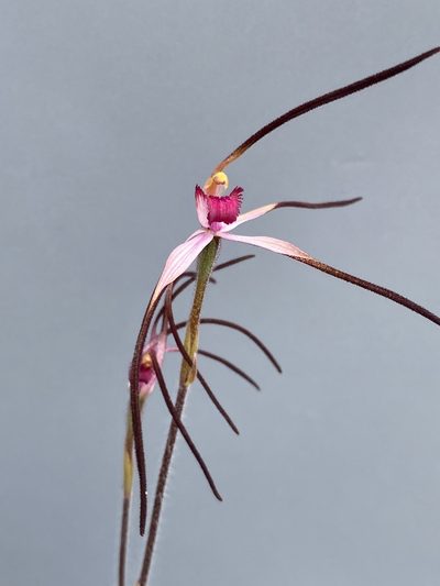 Caladenia versicolor, photographed by John Van Den Nouwelant