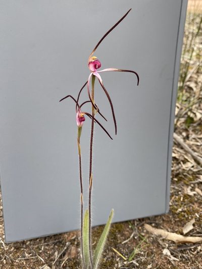 Caladenia versicolor, photographed by John Van Den Nouwelant