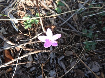 Pseuderanthemum praecox, photographed by Oscar Alejandro Morales Juárez