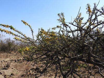 Vachellia schaffneri, photographed by Oscar Alejandro Morales Juárez