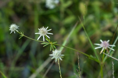 Eryngium integrifolium, photographed by evangrimes