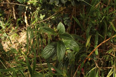 Columnea strigosa, photographed by Andrés Ramírez-Barrera