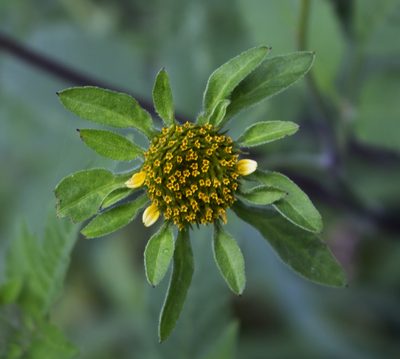 Bidens vulgata, photographed by aarongunnar