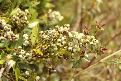 Miconia ligustrina, photographed by Andrés Ramírez-Barrera