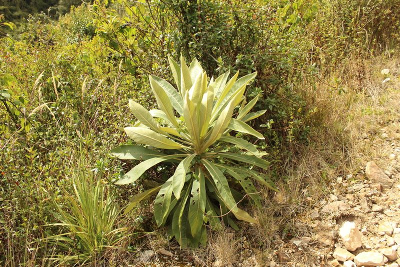 Espeletia pleiochasia, photographed by Andrés Ramírez-Barrera