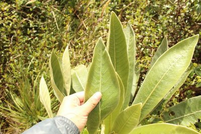 Espeletia pleiochasia, photographed by Andrés Ramírez-Barrera